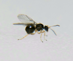 Neuroterus minutus