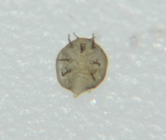 Phylloxera perniciosa