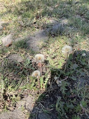 Taraxacum officinale