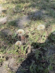 Taraxacum officinale