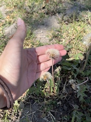 Taraxacum officinale