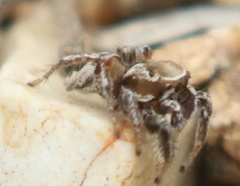 Habronattus formosus