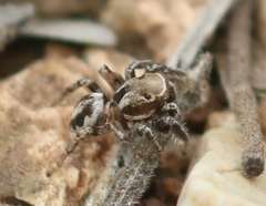 Habronattus formosus