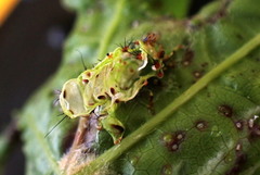 Diaspidiotus liquidambaris