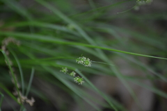 Carex rosea