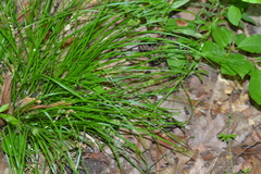 Carex rosea