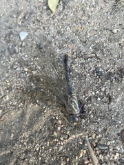 Pinheyschna subpupillata