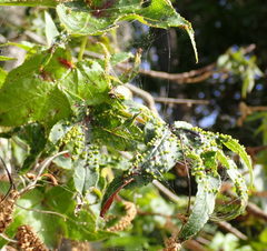 Diaspidiotus liquidambaris