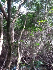 Rhizophora mangle image