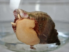 Austrotriton subdistortus