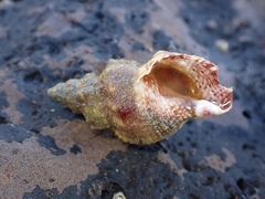 Austrotriton subdistortus