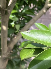 Homalodisca