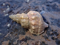 Austrotriton subdistortus