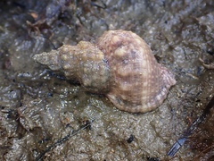 Austrotriton subdistortus