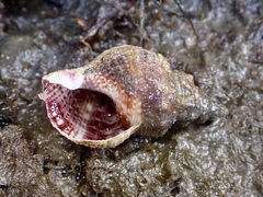 Austrotriton subdistortus