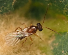 Neuroterus quercicola