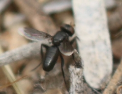 Melanophora