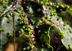 Diaspidiotus liquidambaris