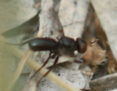 Melanophora
