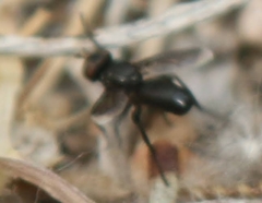 Melanophora