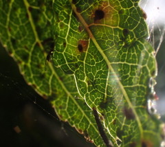 Diaspidiotus liquidambaris