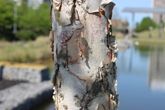 Betula nigra