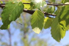 Betula nigra