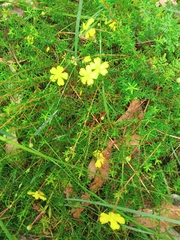Hibbertia pedunculata