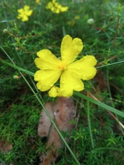 Hibbertia pedunculata