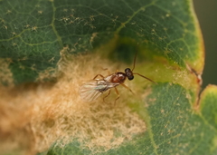 Neuroterus quercicola