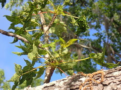 Diaspidiotus liquidambaris