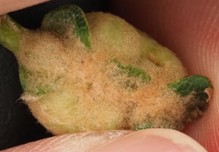 Neuroterus quercicola