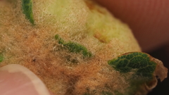 Neuroterus quercicola