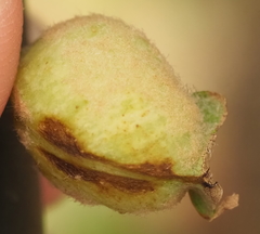 Neuroterus quercicola