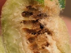 Neuroterus quercicola