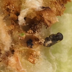 Neuroterus quercicola