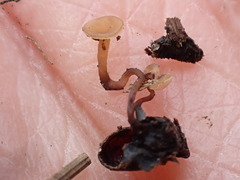 Moellerodiscus capillipes