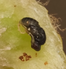 Neuroterus quercicola