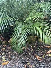 Dypsis lutescens