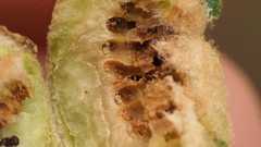 Neuroterus quercicola