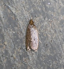 Psilocorsis quercicella