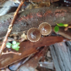Mycena cystidiosa