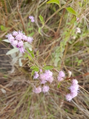 Chromolaena arnottiana