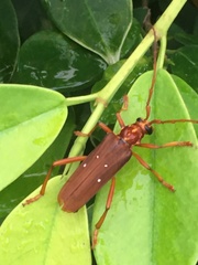Dejanira quadripunctata