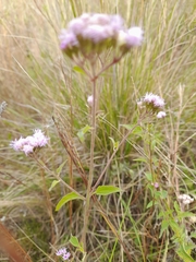 Chromolaena arnottiana