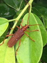 Dejanira quadripunctata