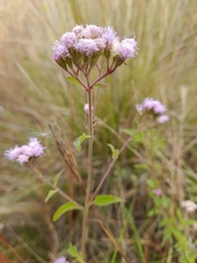 Chromolaena arnottiana