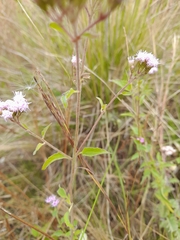 Chromolaena arnottiana
