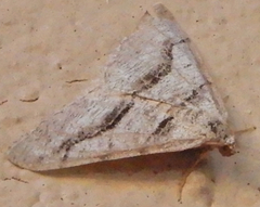Digrammia pallorata