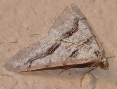 Digrammia pallorata